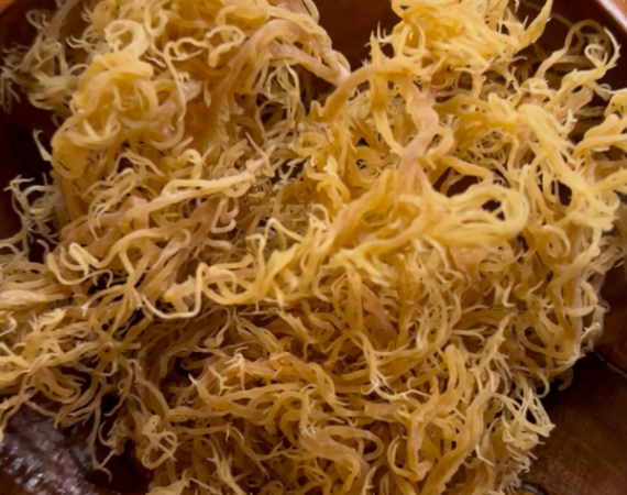 Sea Moss Website Photos
